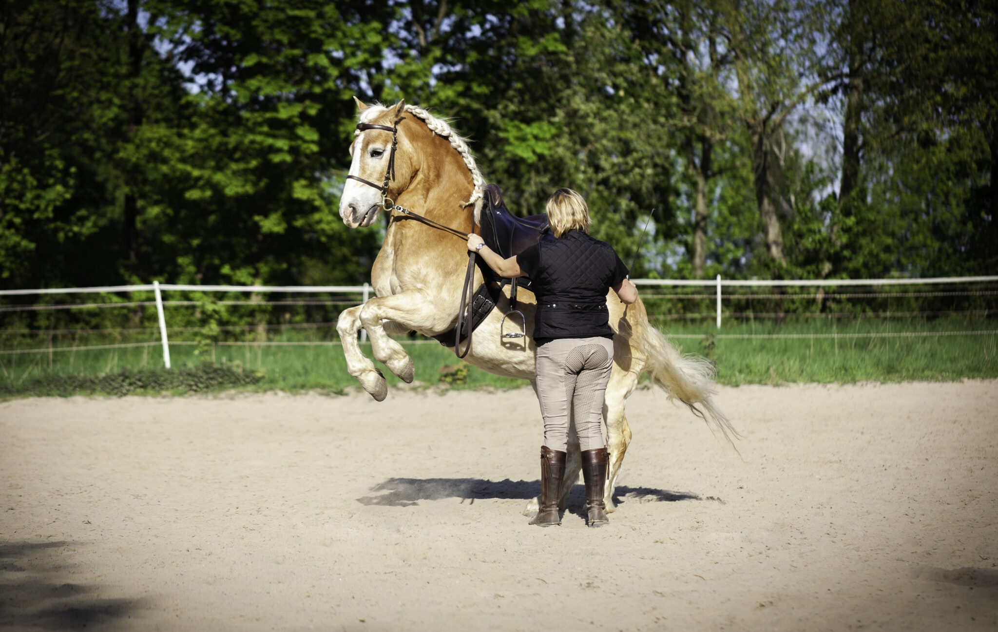 Über Mich – Klassische Reitkunst