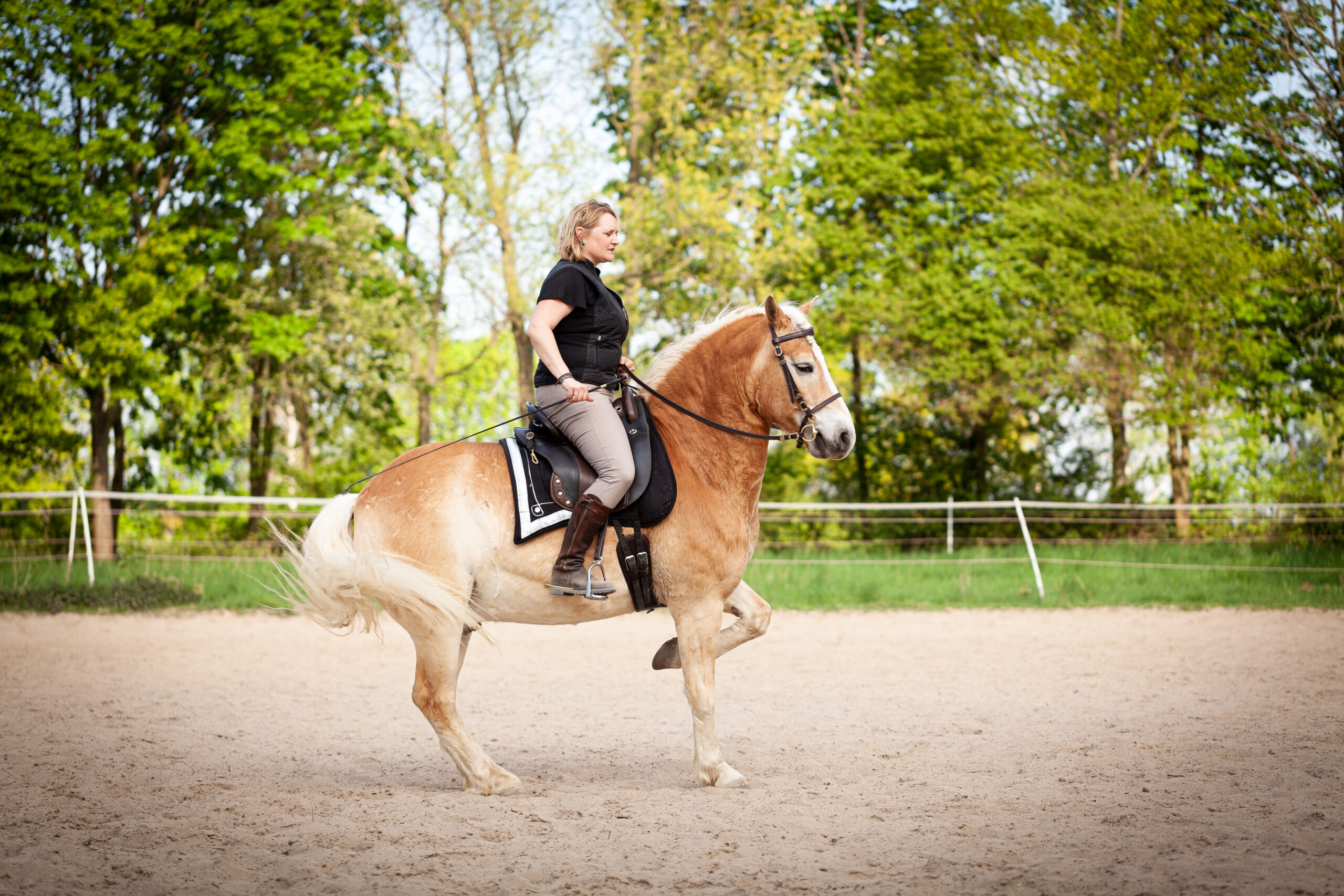 Über Mich – Klassische Reitkunst