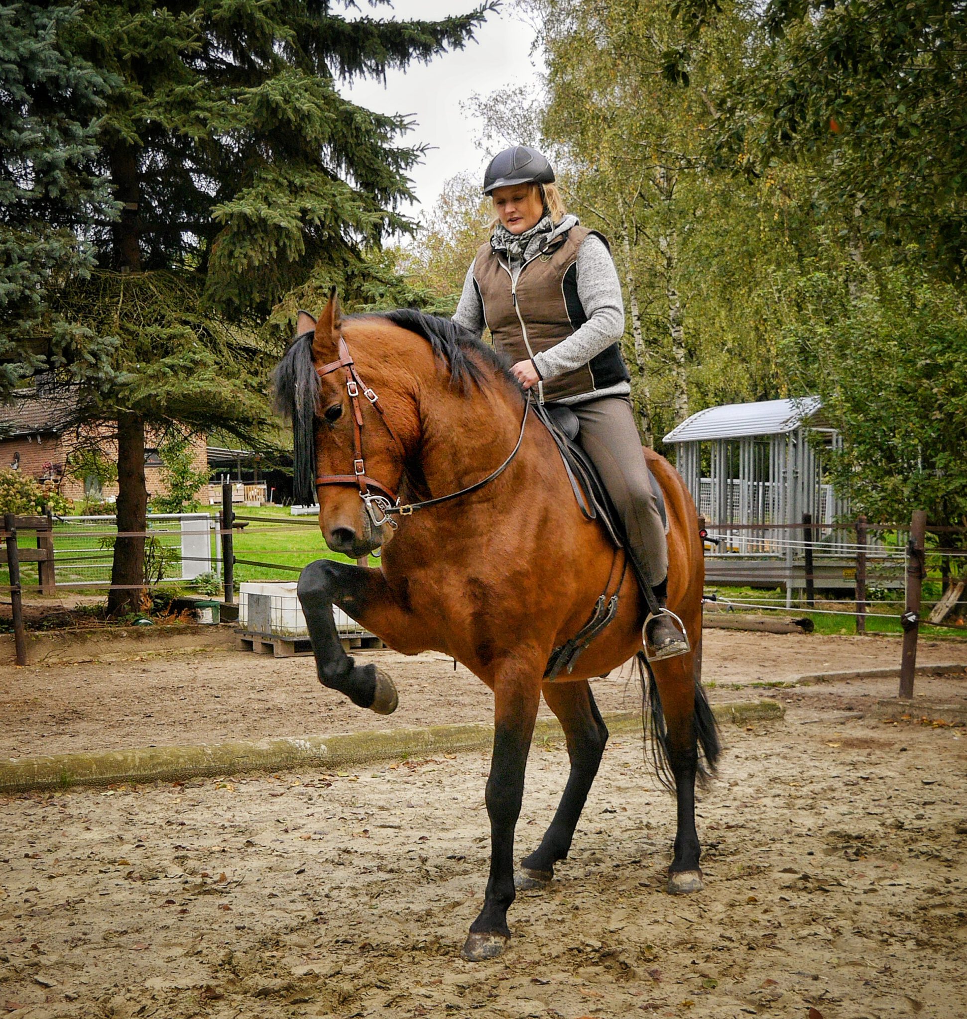Trainingsleine Mit Ruckdämpfer Für Hunde Ab 20 Kg - | Onlineshop Für Hundezubehör, Renngeschirre | Gespannleinen | Schlittenhundesport